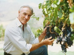 Grapes are a time-honored component of the Mediterranean diet