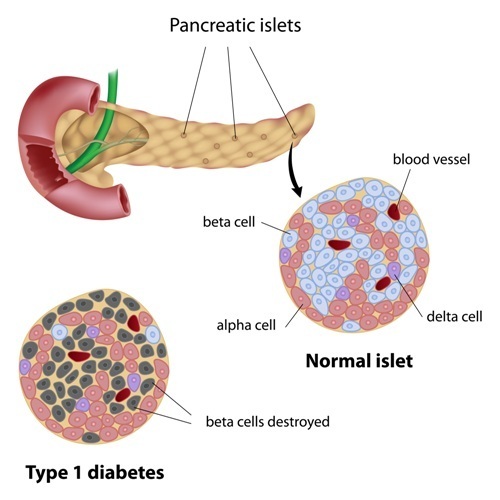 See text for mention of pancreatic alpha and beta cells